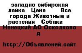 западно сибирская лайка › Цена ­ 0 - Все города Животные и растения » Собаки   . Ненецкий АО,Осколково д.
